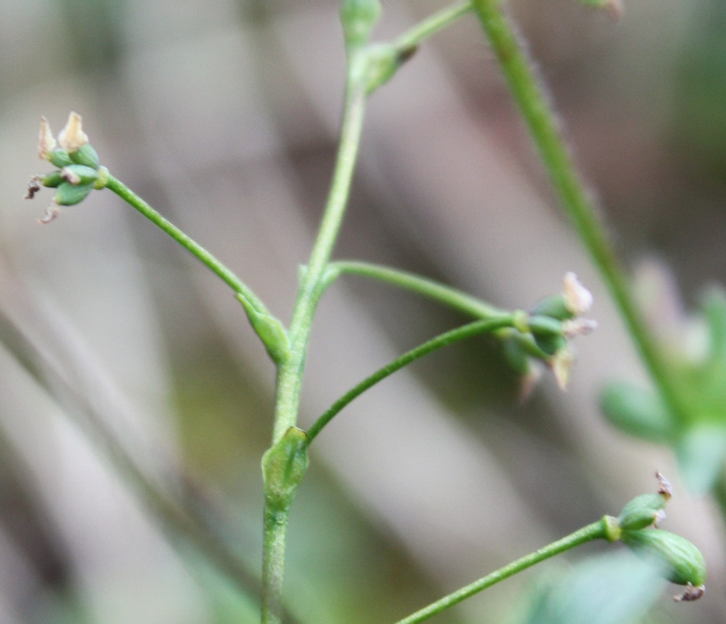 Image of Thalictrum alpinum specimen.