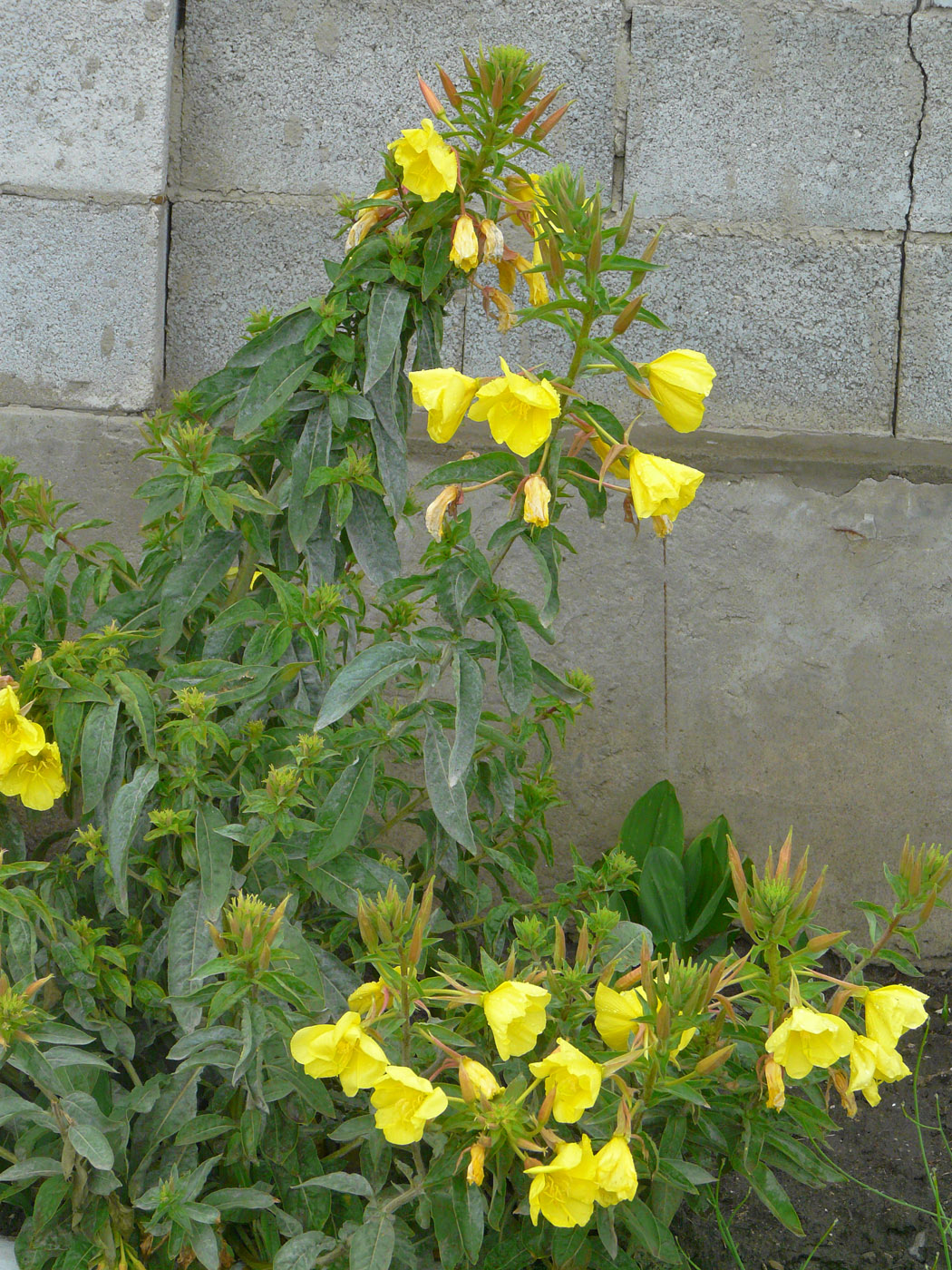 Image of Oenothera glazioviana specimen.