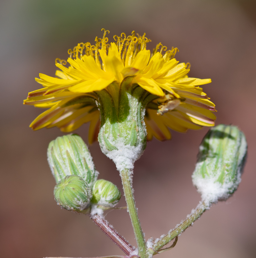 Image of Sonchus tenerrimus specimen.