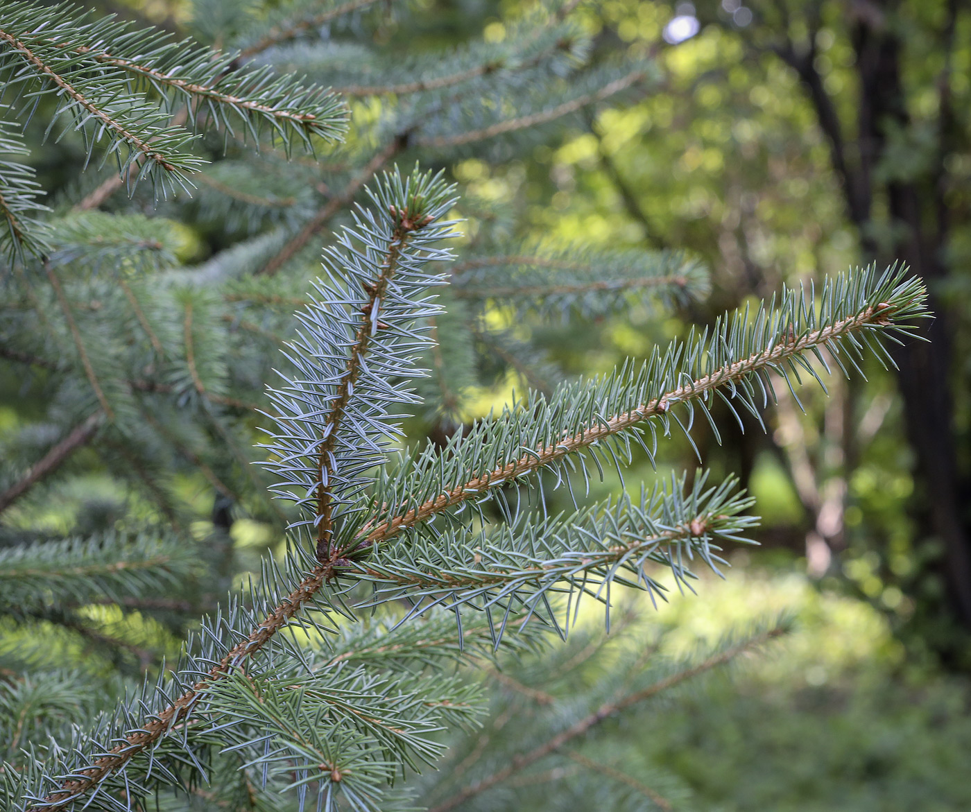 Image of Picea &times; lutzii specimen.