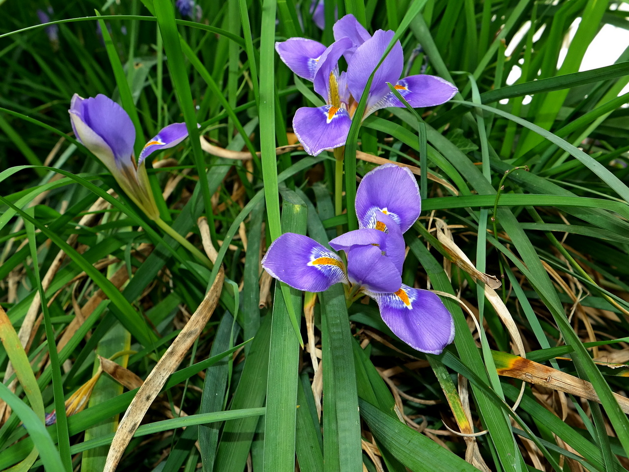 Изображение особи Iris unguicularis.