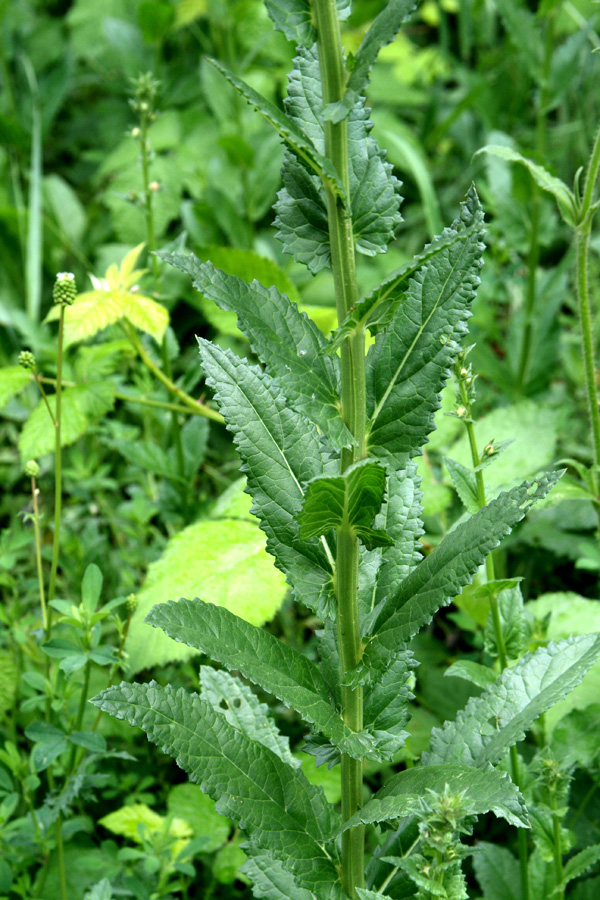 Image of Verbascum blattaria specimen.