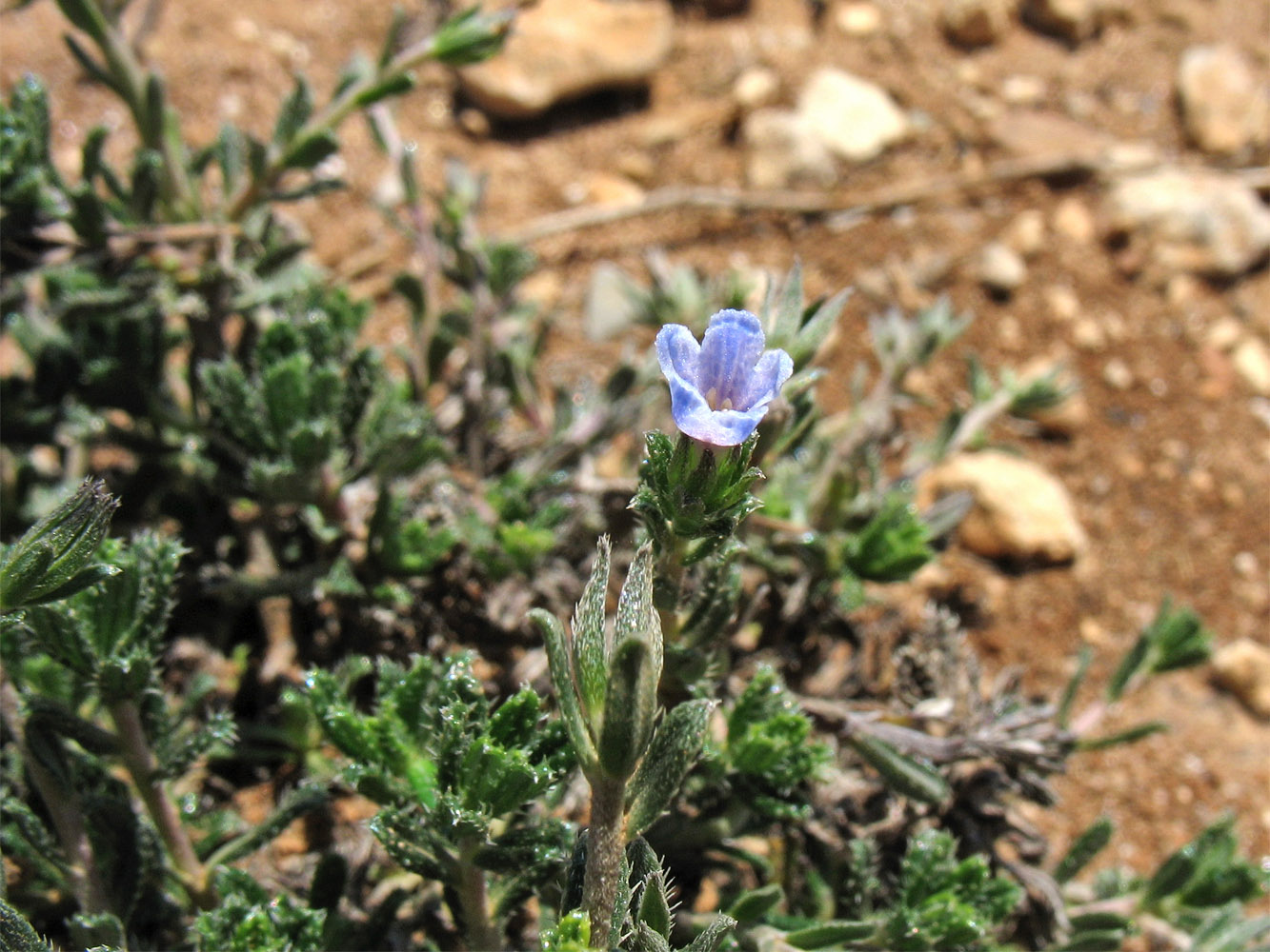 Image of Lithodora hispidula specimen.