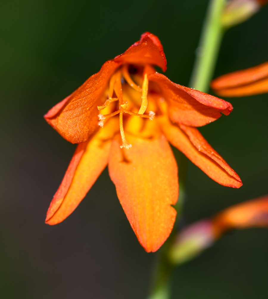 Image of Crocosmia &times; crocosmiiflora specimen.