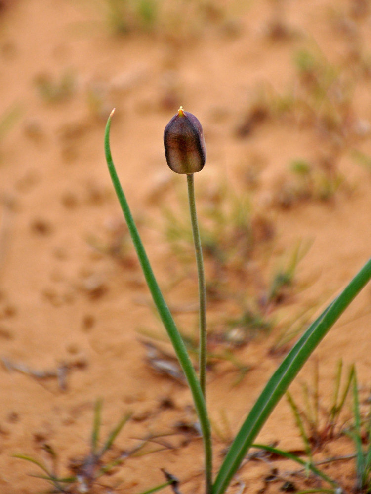 Изображение особи Tulipa biebersteiniana.