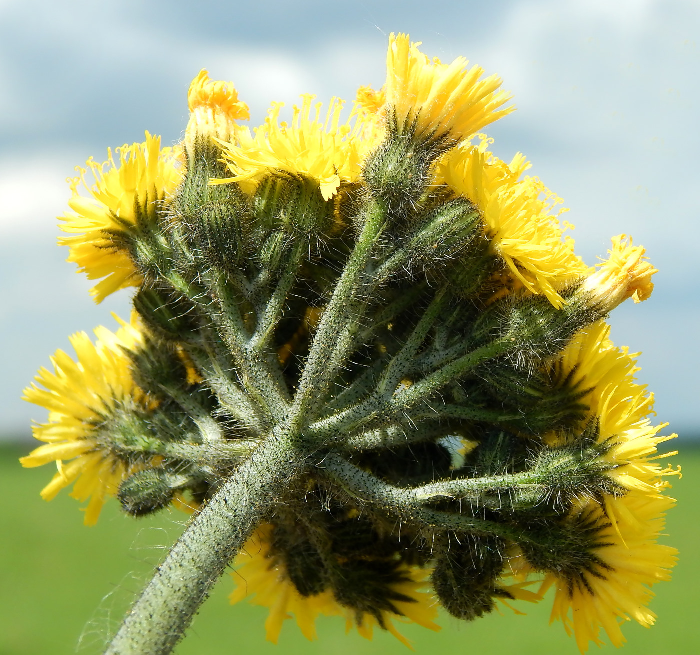 Image of genus Pilosella specimen.