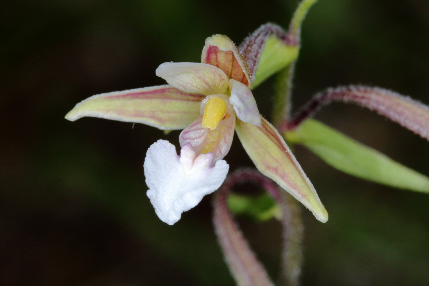 Image of Epipactis palustris specimen.