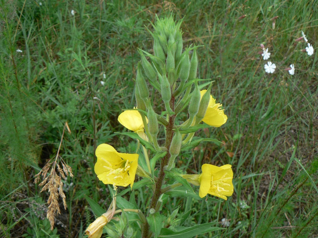 Image of Oenothera rubricaulis specimen.