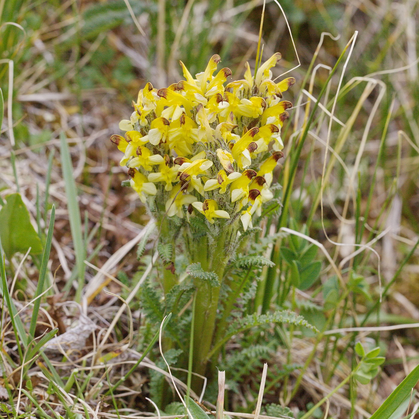 Image of Pedicularis oederi specimen.