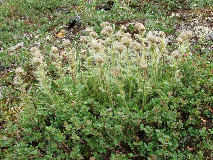 Image of Novosieversia glacialis specimen.