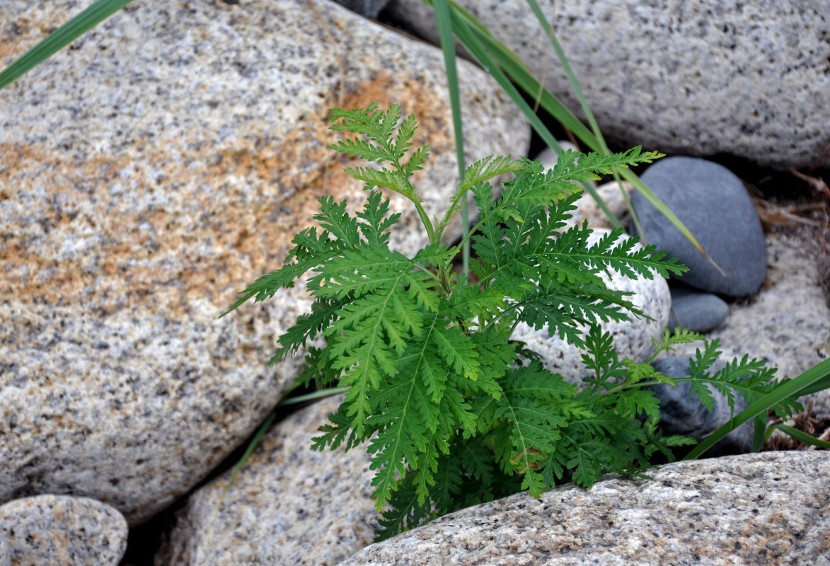 Изображение особи Artemisia gmelinii.