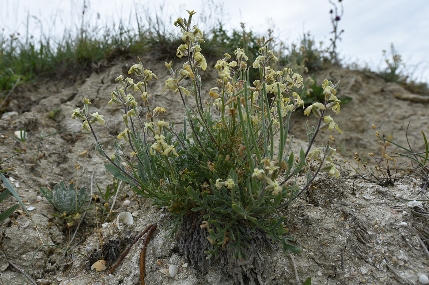 Image of Matthiola odoratissima specimen.