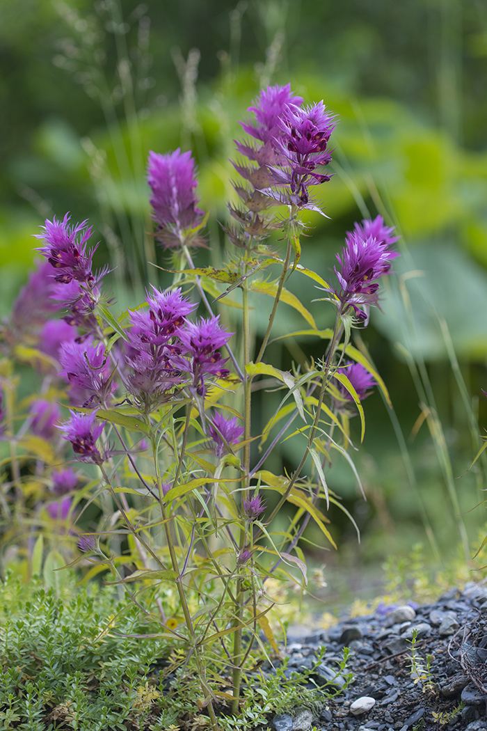 Image of Melampyrum arvense specimen.