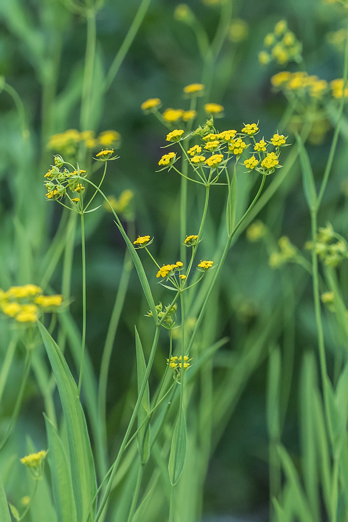 Изображение особи Bupleurum polyphyllum.