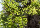 Taxodium distichum. Часть ветви старого дерева. Абхазия, г. Сухум, Сухумский ботанический сад. 14.05.2021.