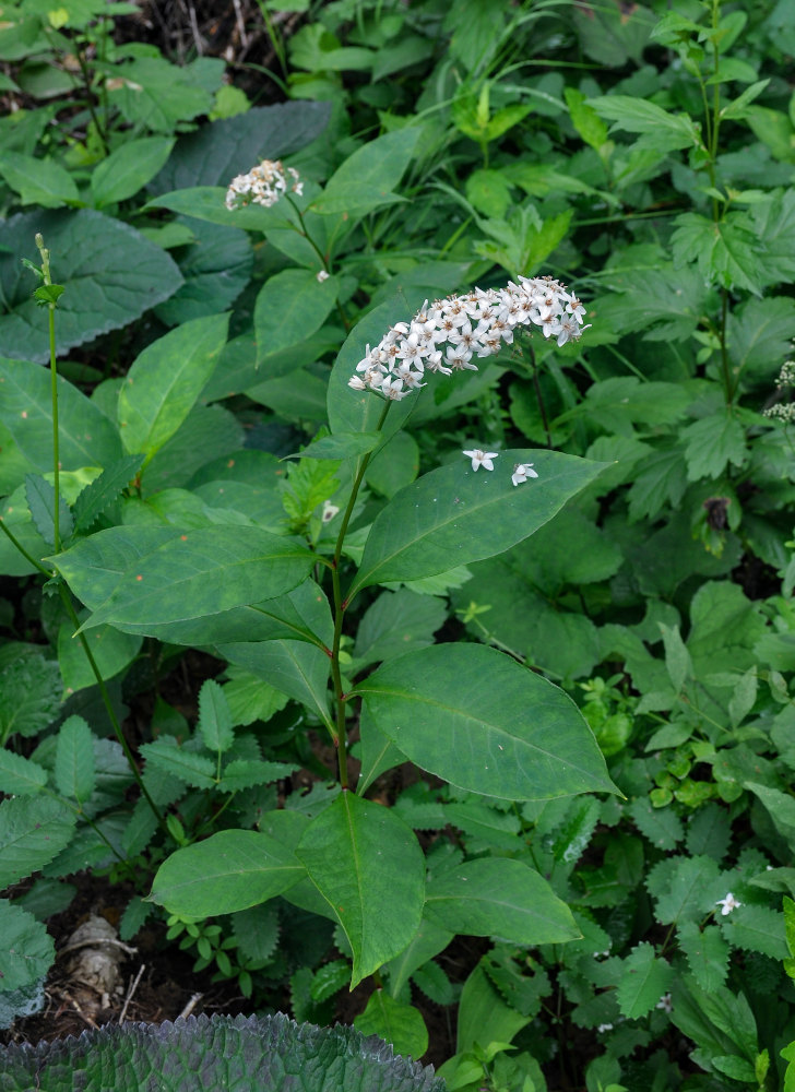 Изображение особи Lysimachia clethroides.