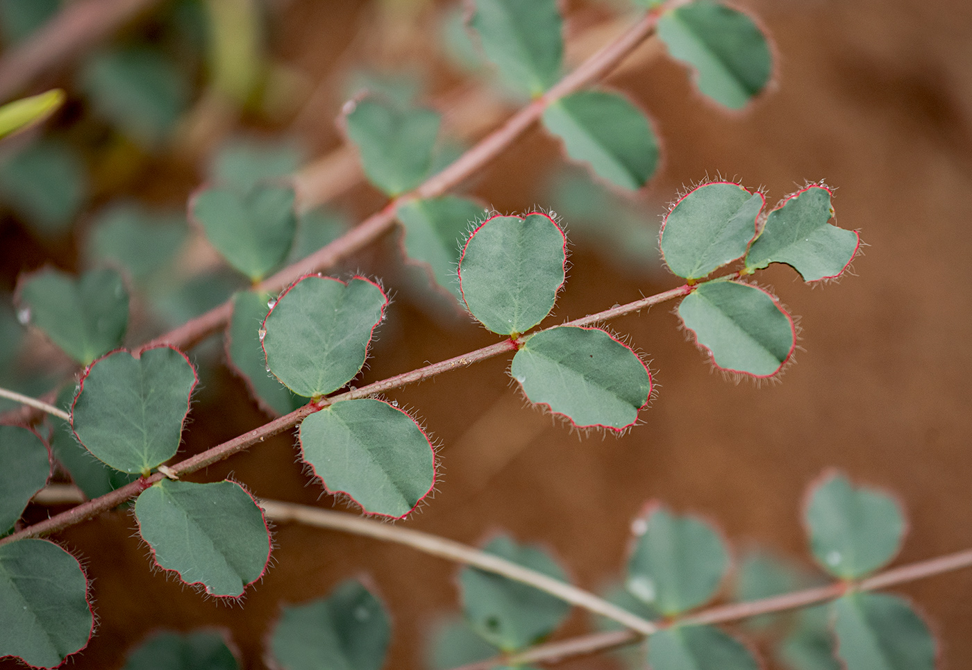 Изображение особи Astragalus flexus.