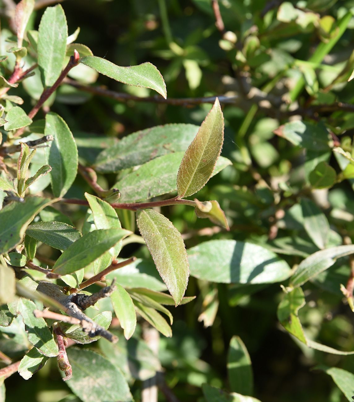 Image of genus Salix specimen.