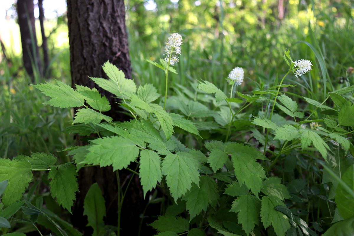 Image of Actaea spicata specimen.