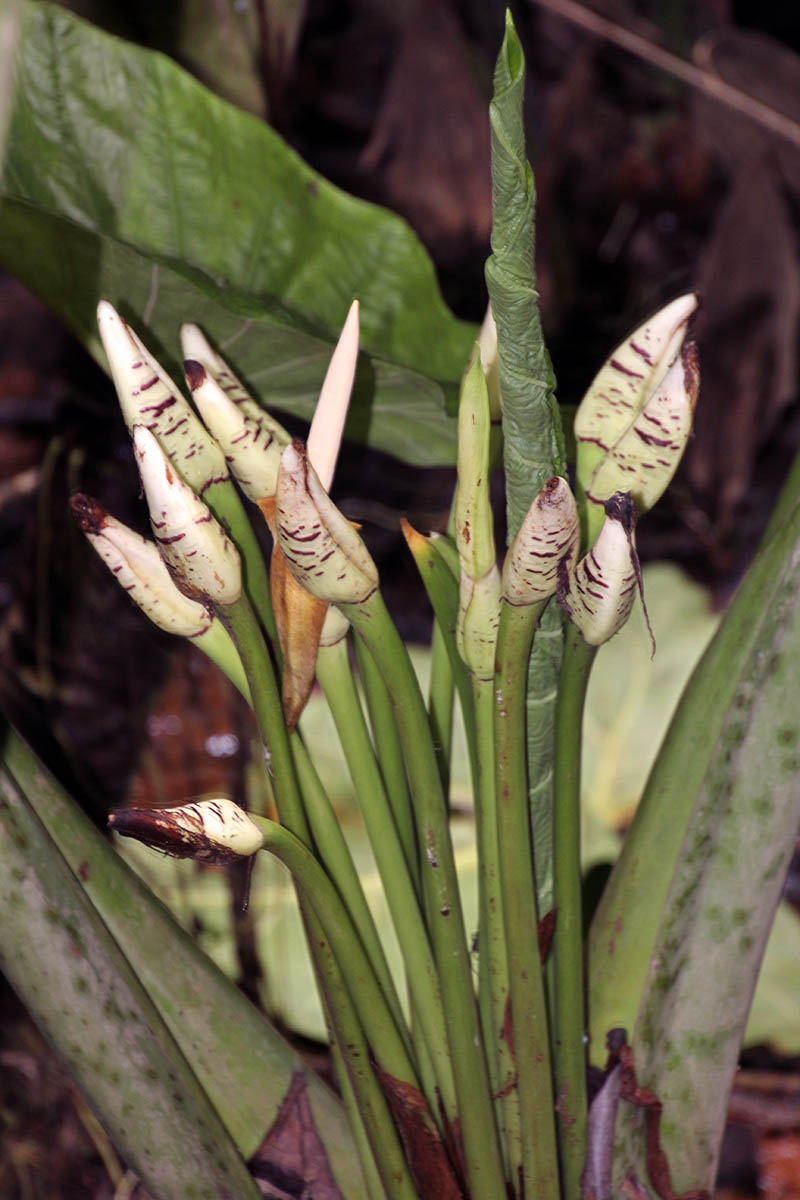 Image of Alocasia robusta specimen.