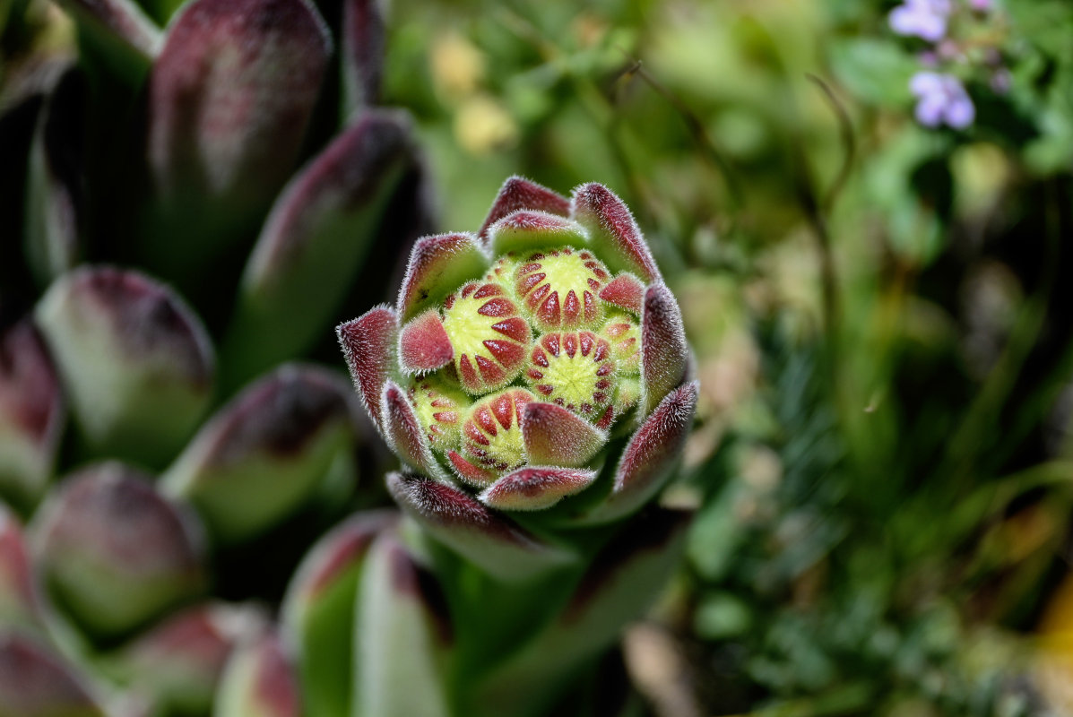 Изображение особи Sempervivum transcaucasicum.