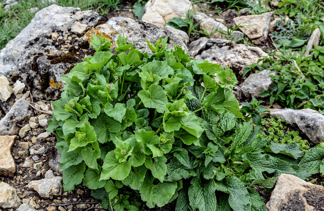 Изображение особи Valeriana alliariifolia.