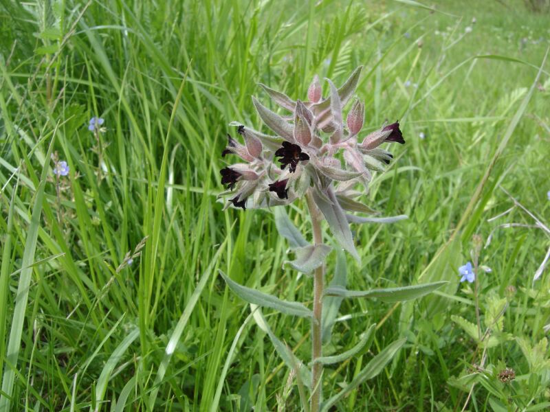 Image of Nonea rossica specimen.