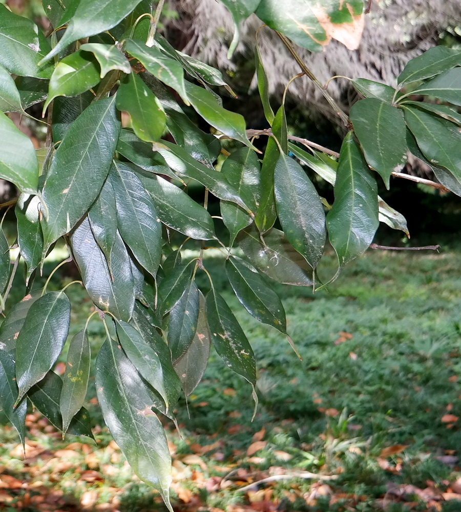 Изображение особи Quercus acuta.