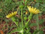 Смотреть изображение Sonchus oleraceus