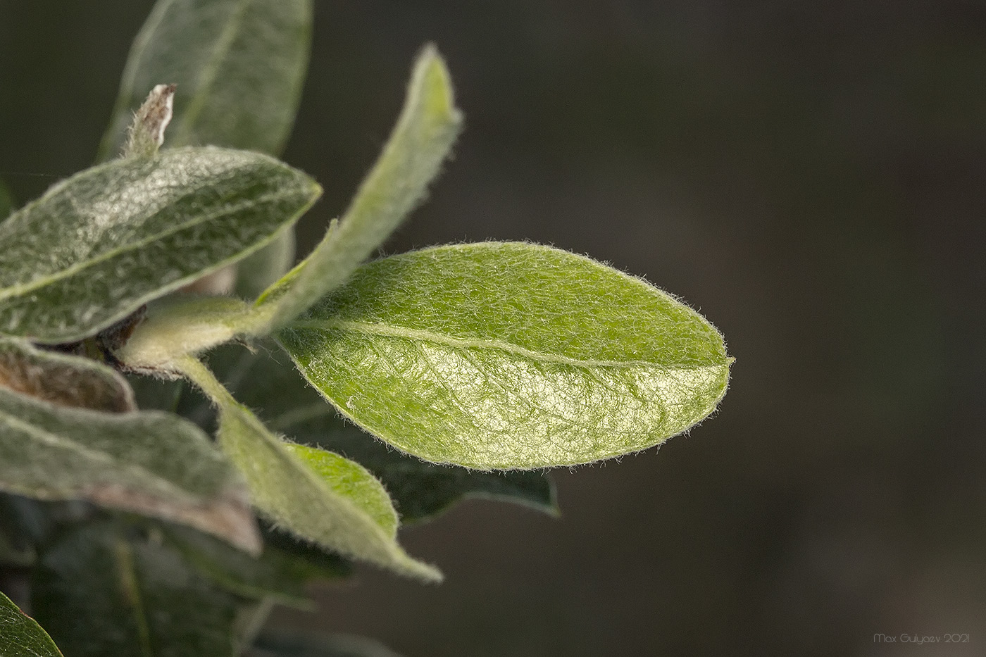 Изображение особи Pyrus elaeagrifolia.