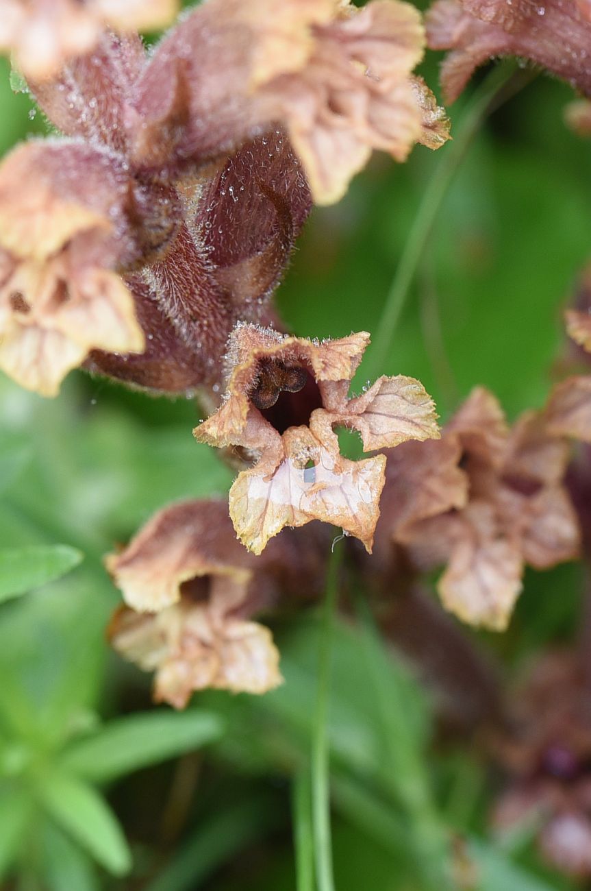 Изображение особи Orobanche campanulae.