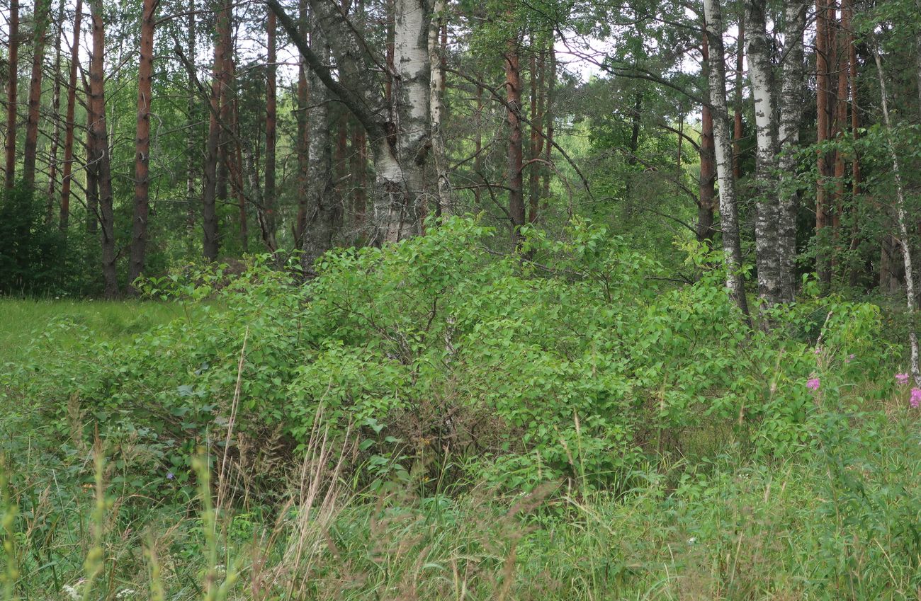 Image of Syringa vulgaris specimen.