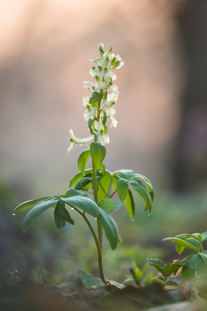 Image of Corydalis marschalliana specimen.