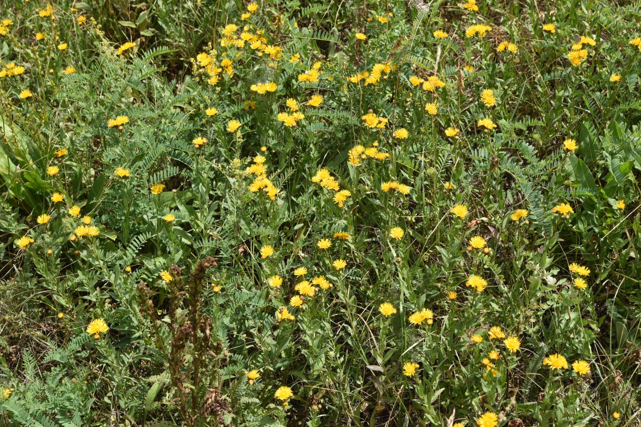 Изображение особи Inula aspera.