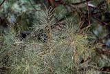 Casuarina equisetifolia. Верхушка ветви. Египет, мухафаза Кена, г. Луксор, у развалин храма. 06.05.2023.