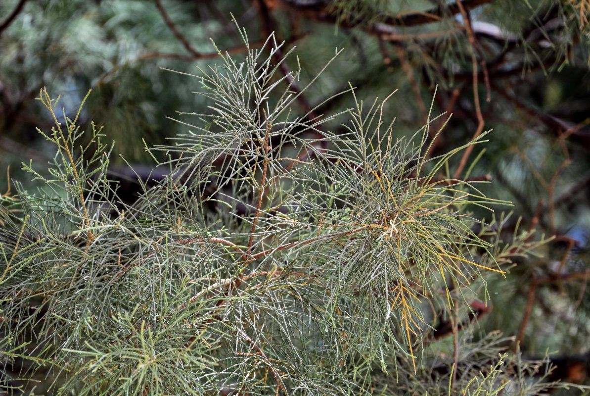 Изображение особи Casuarina equisetifolia.