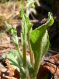 Tephroseris integrifolia