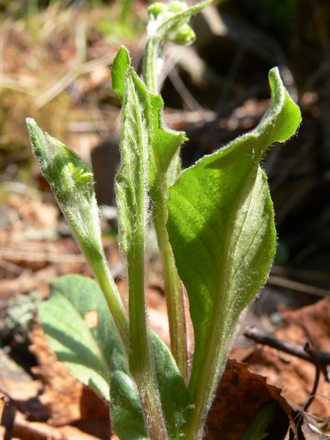 Изображение особи Tephroseris integrifolia.