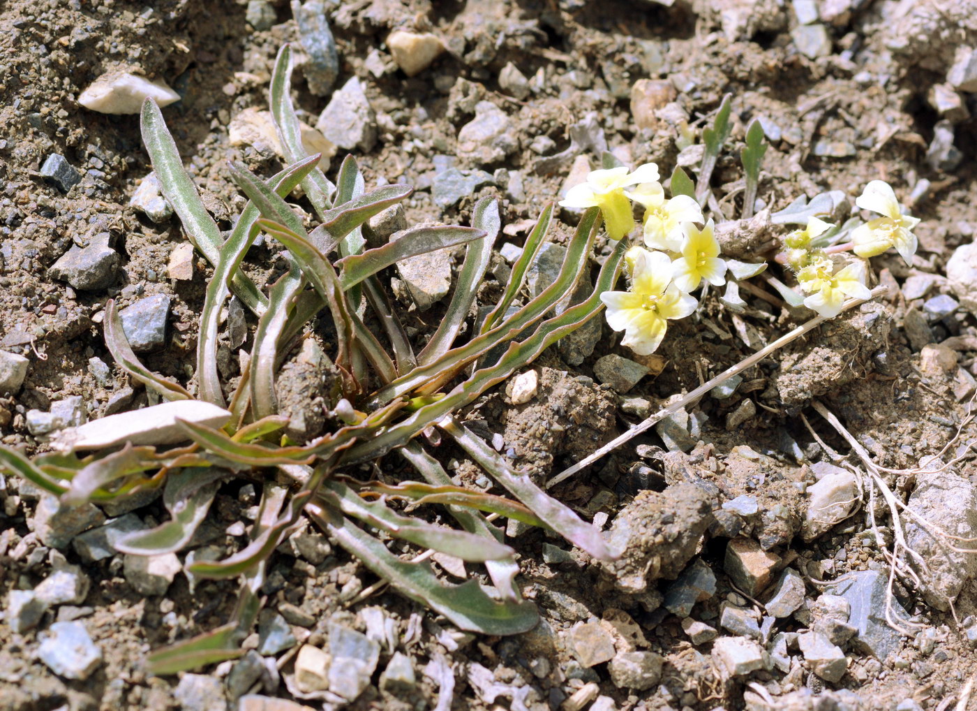 Изображение особи Chorispora sabulosa.