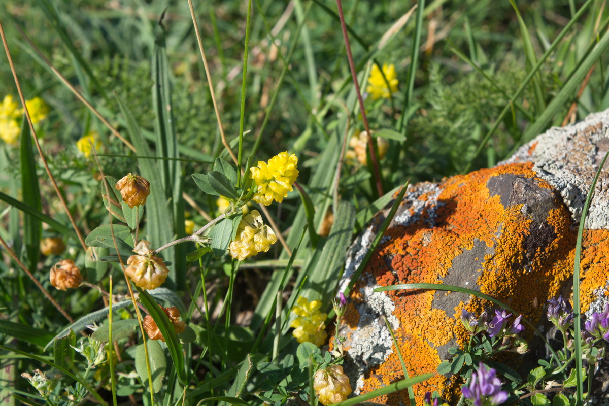 Изображение особи род Trifolium.