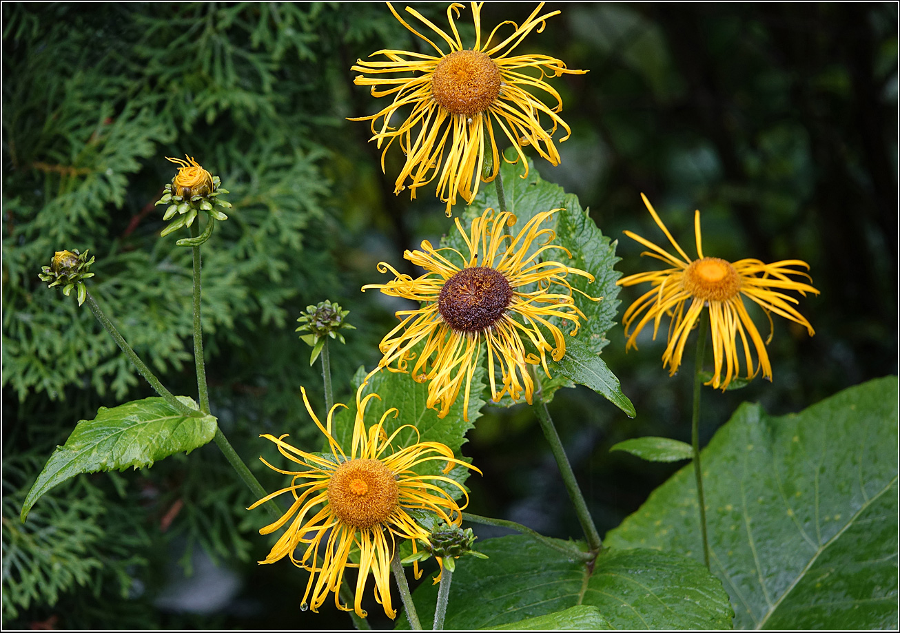 Изображение особи Telekia speciosa.