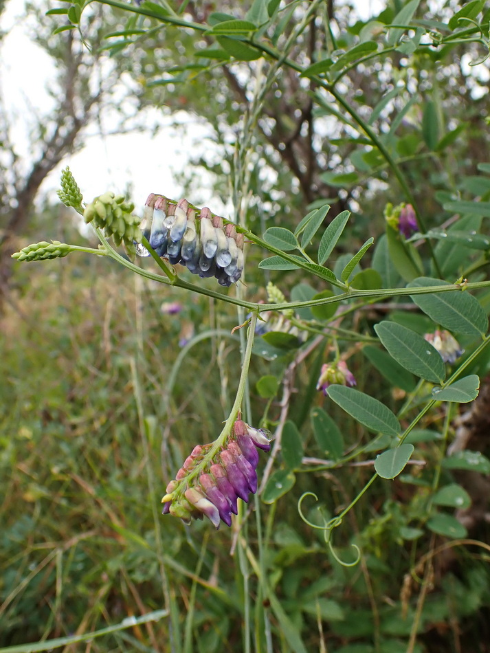 Image of Vicia amurensis specimen.