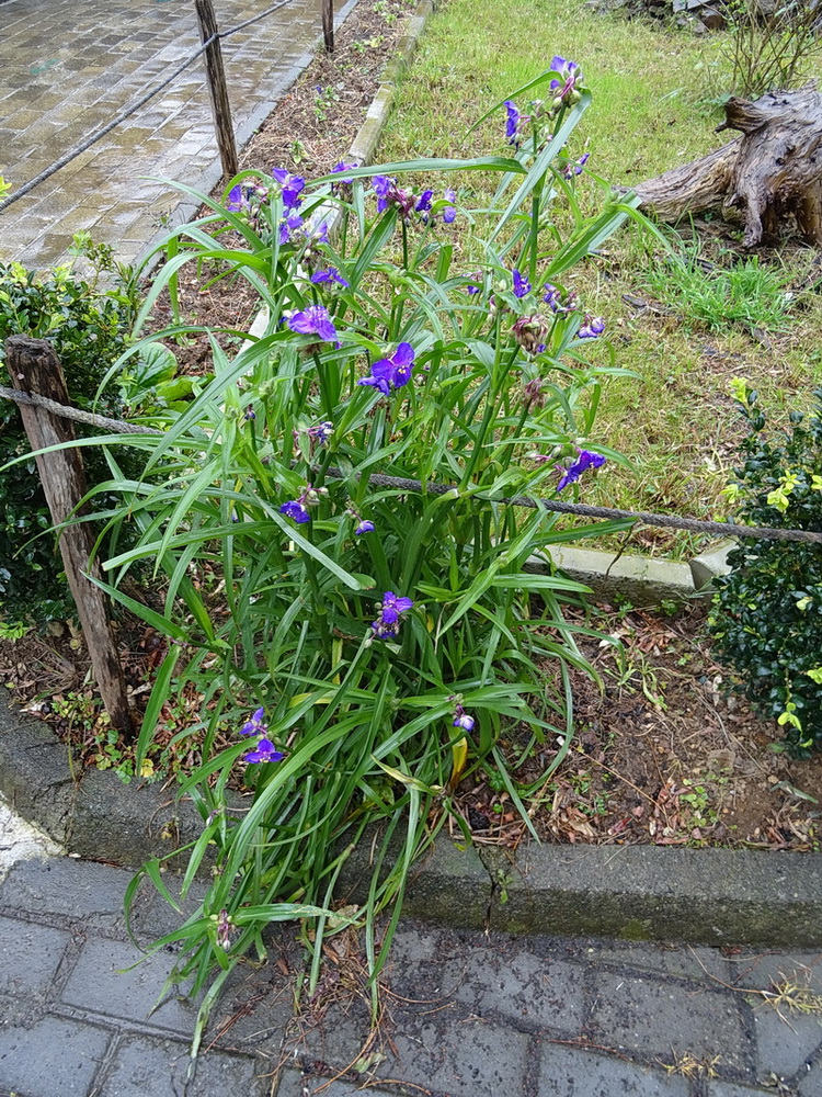 Image of genus Tradescantia specimen.