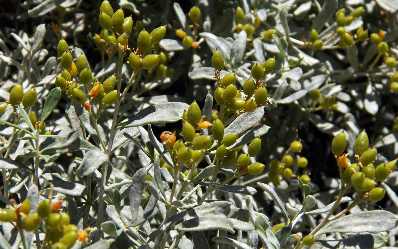 Image of Nitraria schoberi specimen.