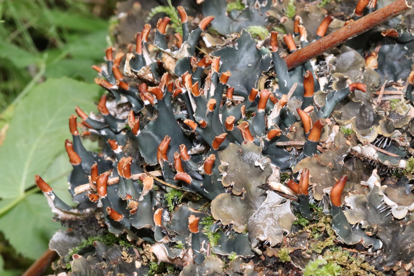 Image of genus Peltigera specimen.