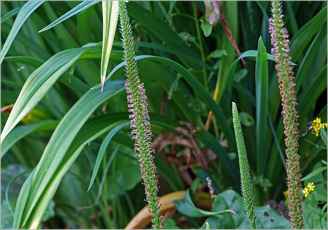 Image of Plantago major specimen.