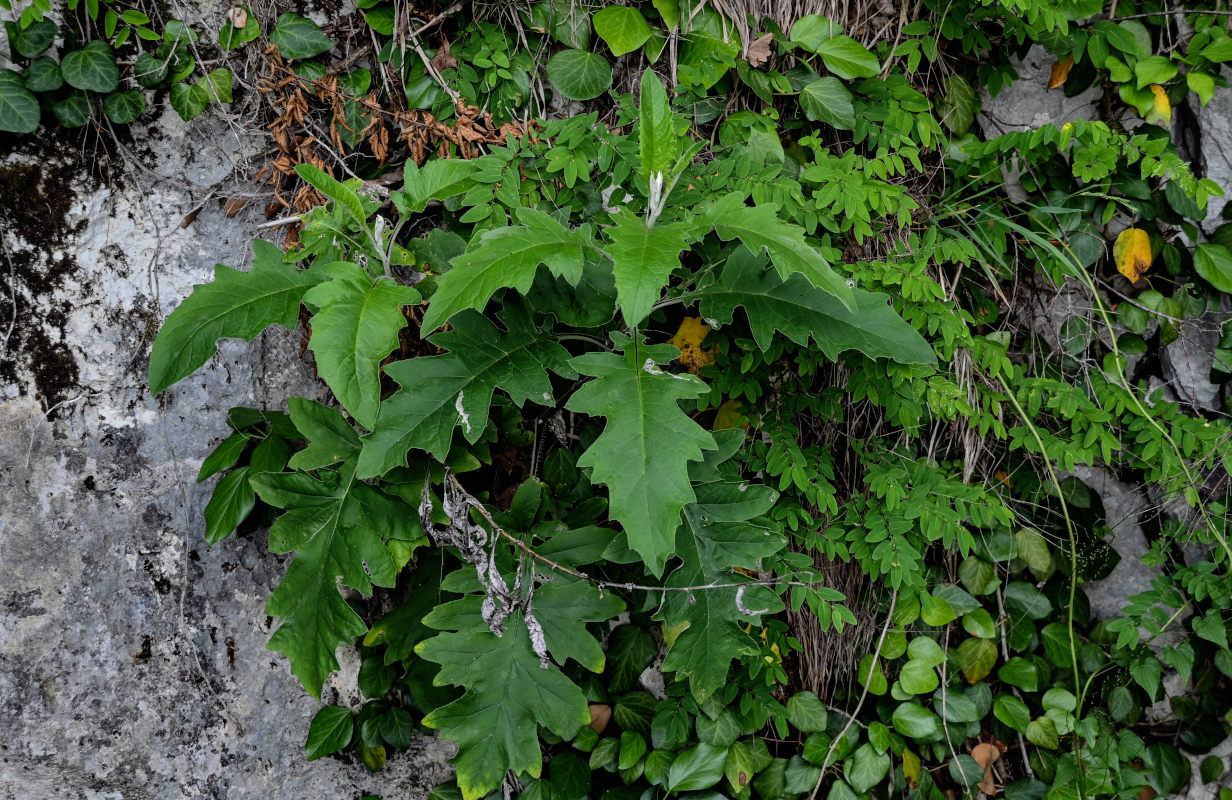 Image of familia Asteraceae specimen.