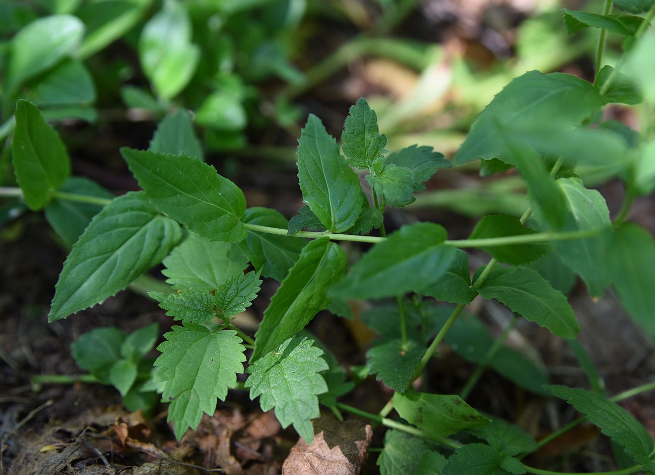 Image of Epilobium montanum specimen.