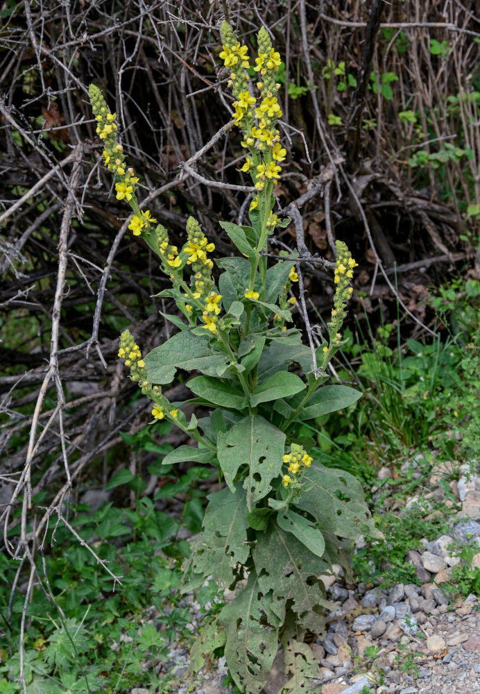 Image of Verbascum songaricum specimen.