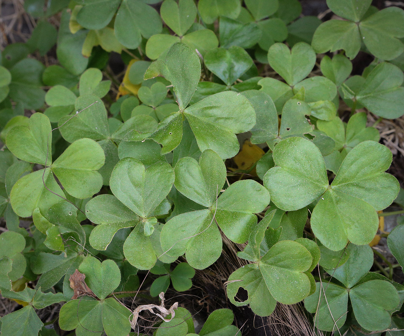 Image of genus Oxalis specimen.